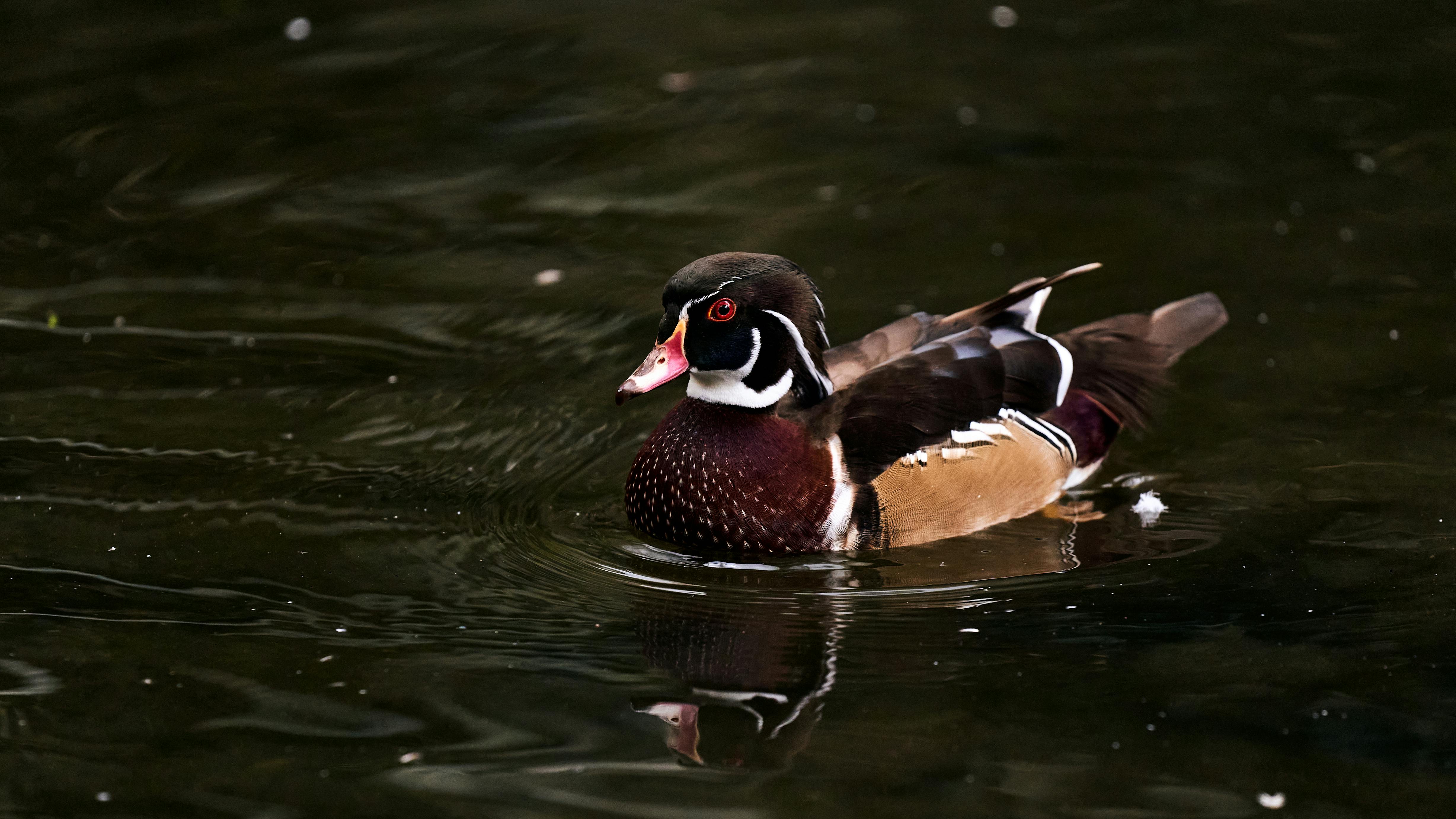 2012 Review of Drake Software — Drake Tax — Photo by Willians Huerta on Pexels