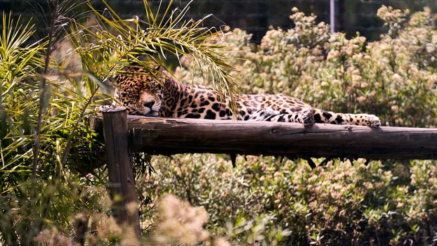 A leopard lounging on a log under the sun, surrounded by lush greenery.