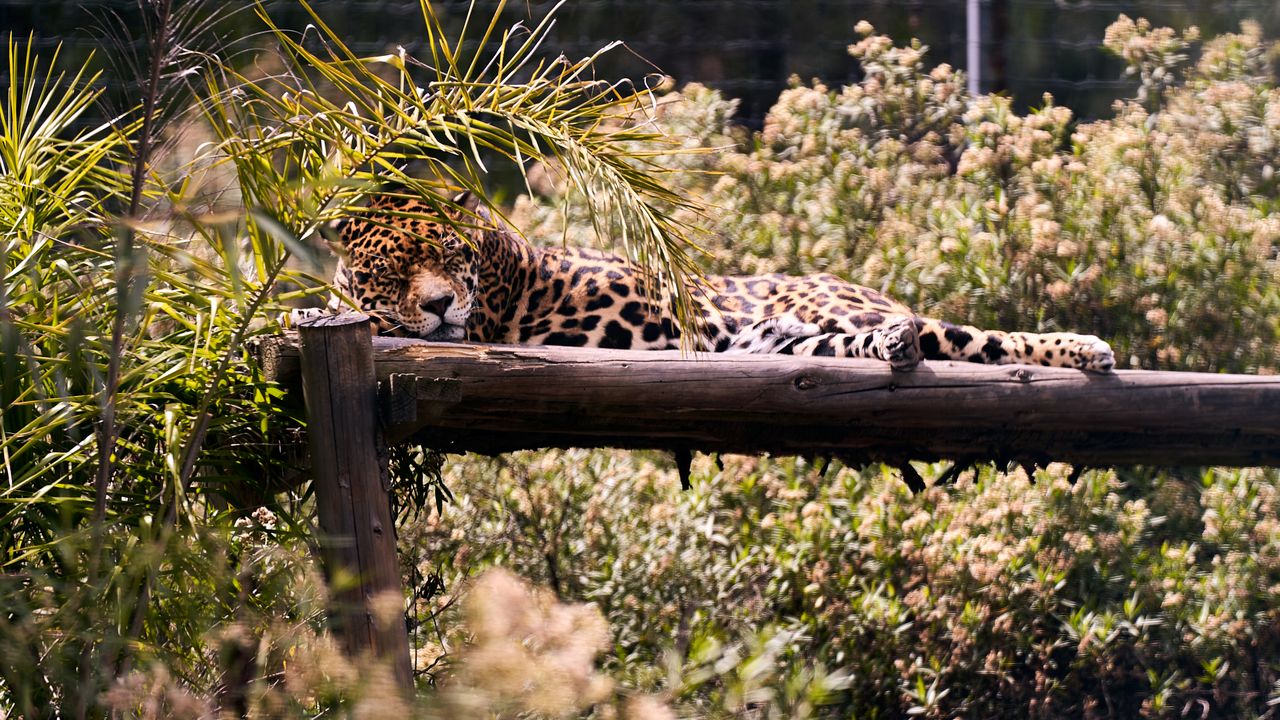 a leopard lounging on a log under the sun surrounded by lush greenery