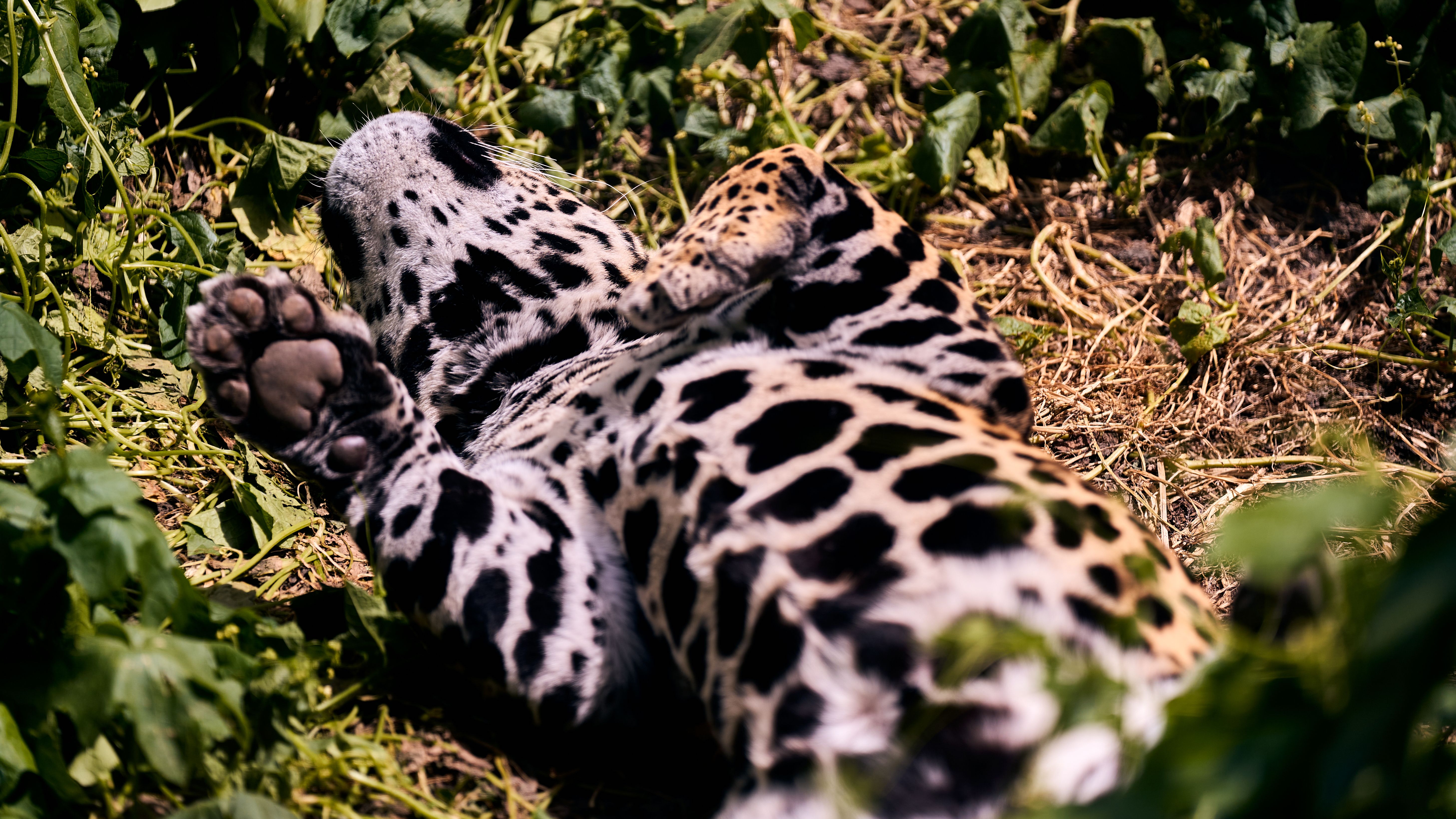 bucaramanga - jaguares — Photo by Willians Huerta on Pexels