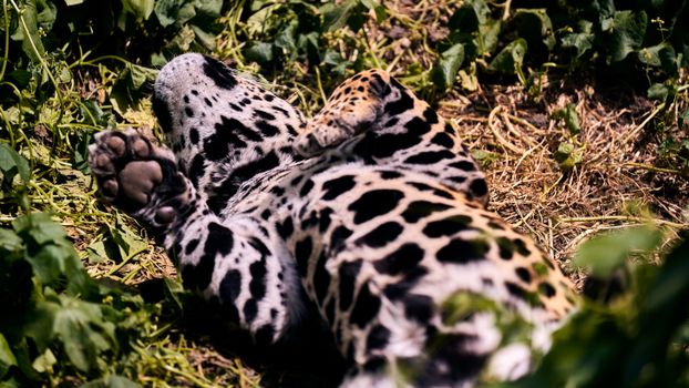 Cockscomb jaguar preserve — Belize