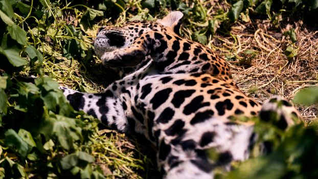 A leopard lying on its side amidst foliage, basking in sunlight.