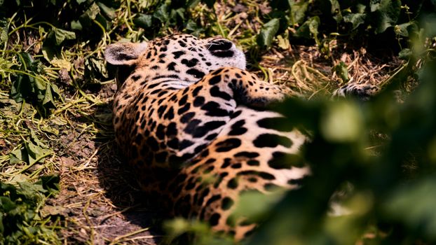 Cockscomb jaguar preserve — Belize