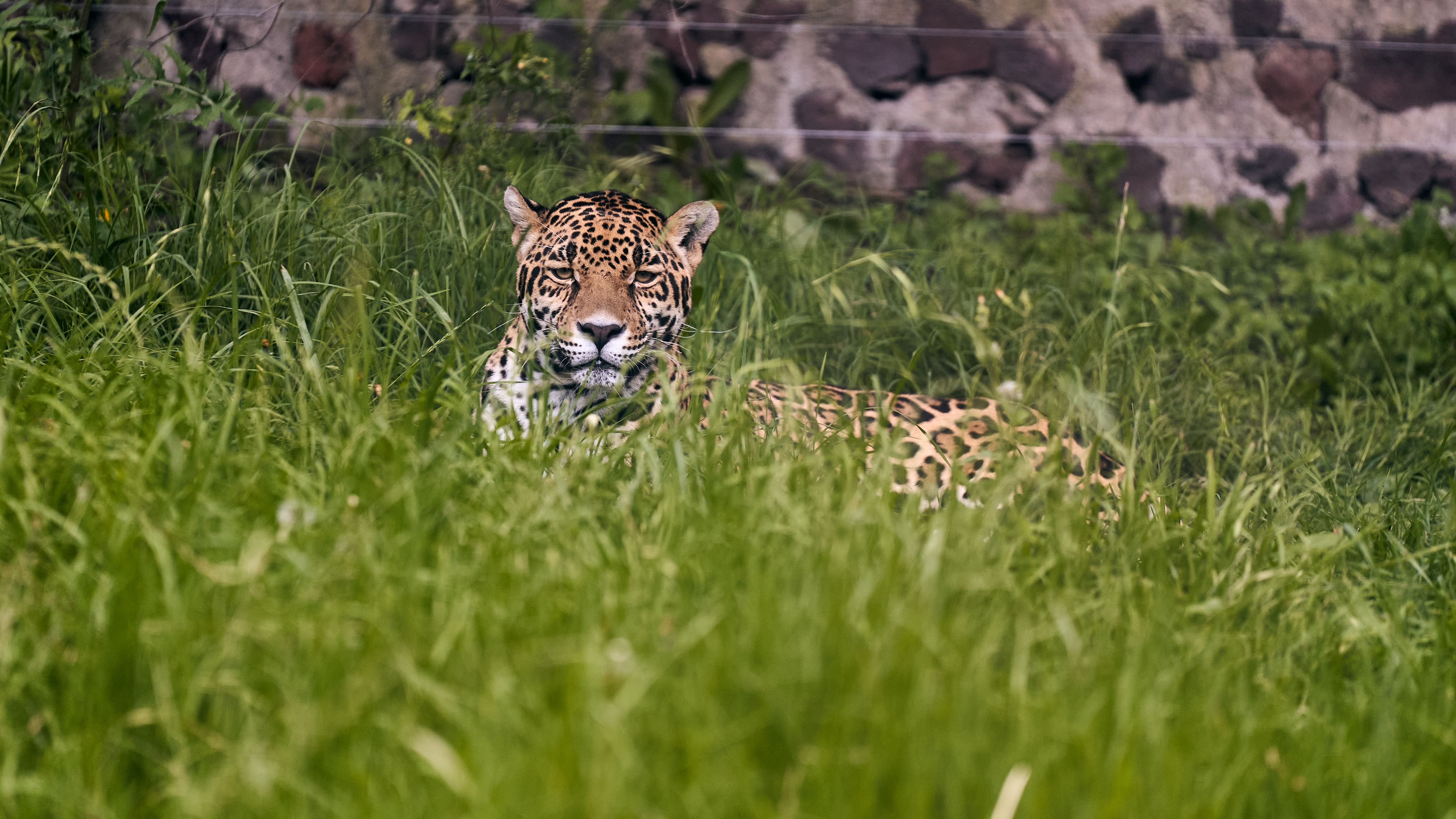Fotomural Un majestuoso jaguar descansa entre densas hierbas verdes en un hábitat de zoológico, mostrando la belleza de la naturaleza.