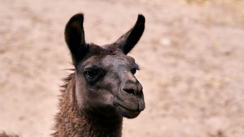 Meta Llama 2 Open Source Rival Chatgpt Meta Llama 2 Open Source Rival Chatgpt