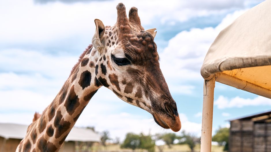 Luxury Safari Adventures in Nigeria: An Opulent Experience