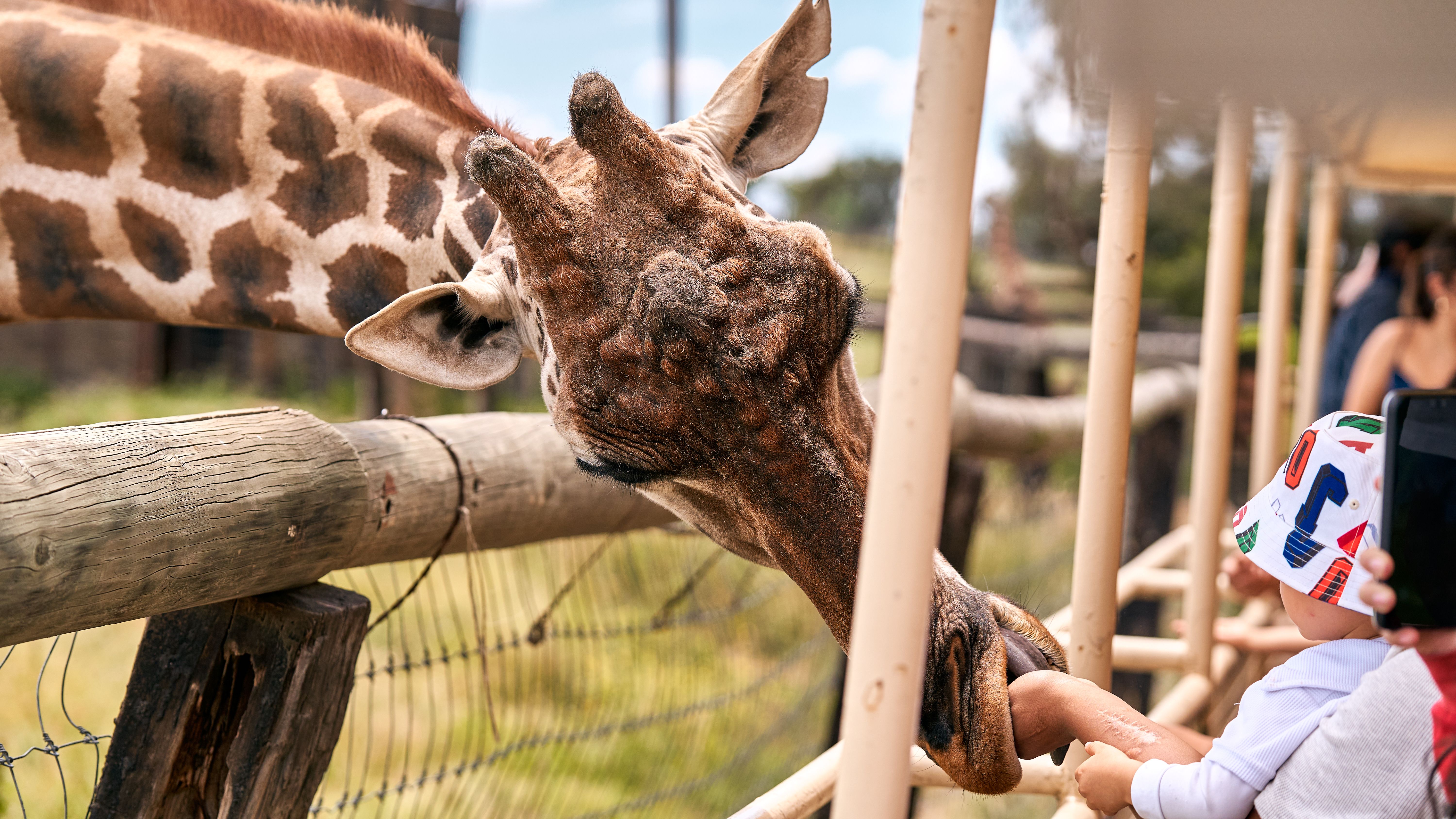 A child feeds a giraffe at a zoo with close-up interaction and playful atmosphere.