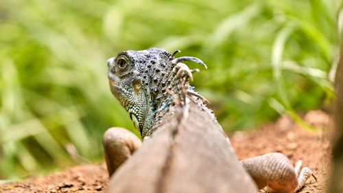 Free Detailed close-up of a green iguana with textured skin in its natural outdoor habitat. Stock Photo