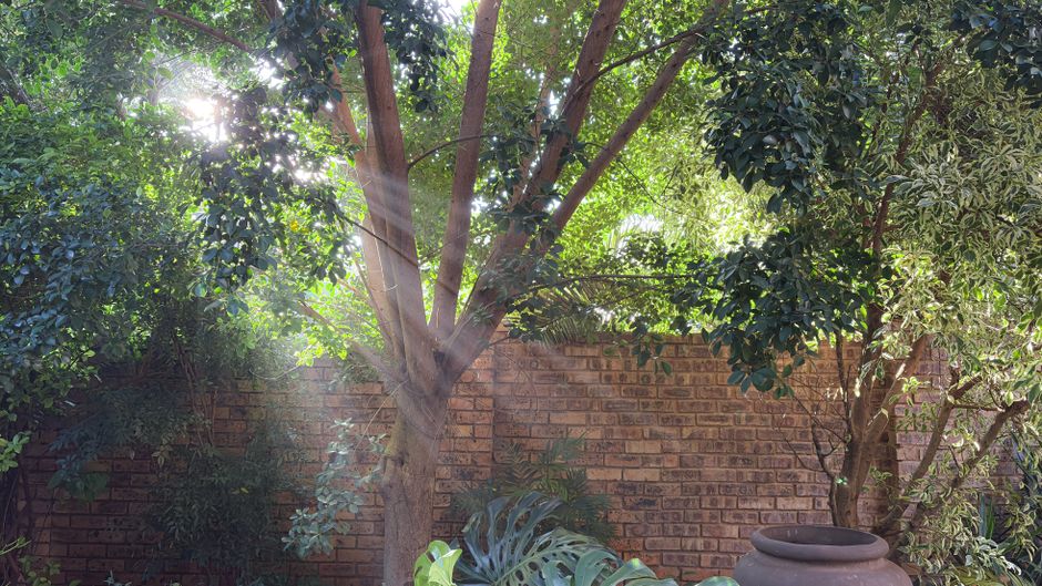 Sunlight streaming through a garden tree, creating a peaceful, natural ambiance.