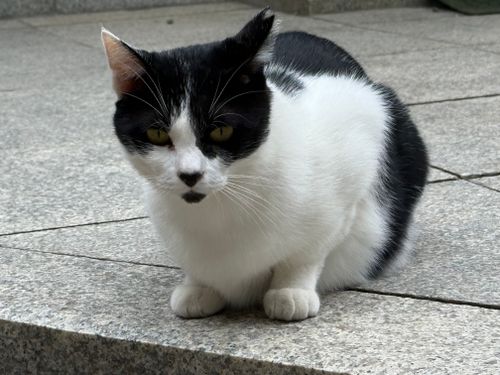 Free A black and white cat sits attentively on stone pavement outdoors in Japan. Stock Photo