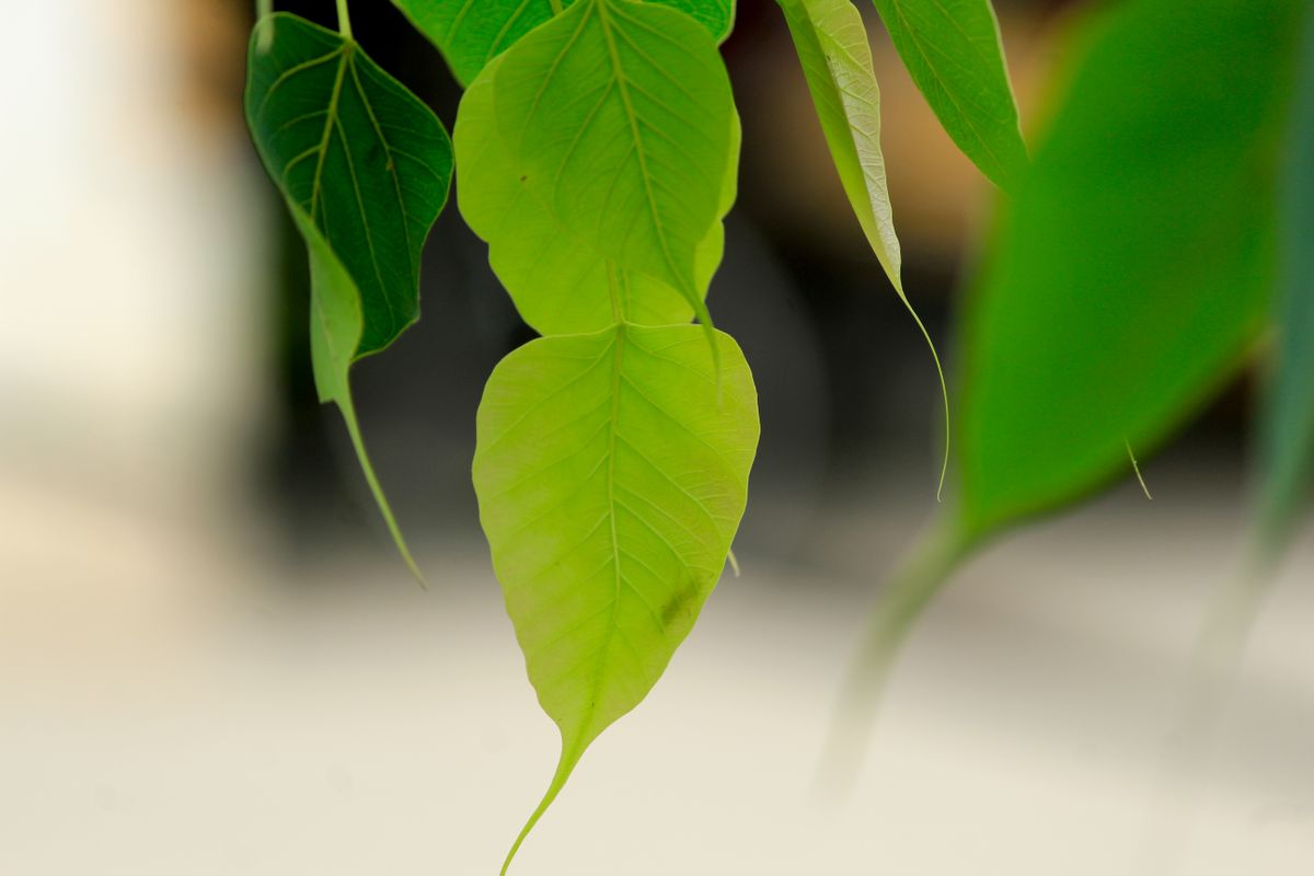 Close-up of vibrant fresh green leaves with soft bokeh background
