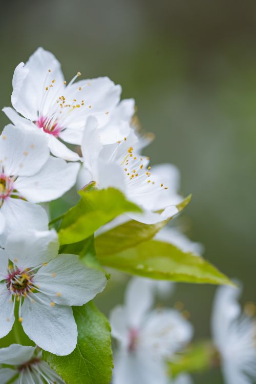 Free A beautiful close-up of white cherry blossoms with fresh green leaves in springtime. Stock Photo