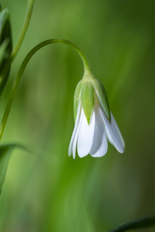 Free Detailed macro image of a white wildflower in full bloom set against a soft green background, capturing nature's delicate beauty. Stock Photo