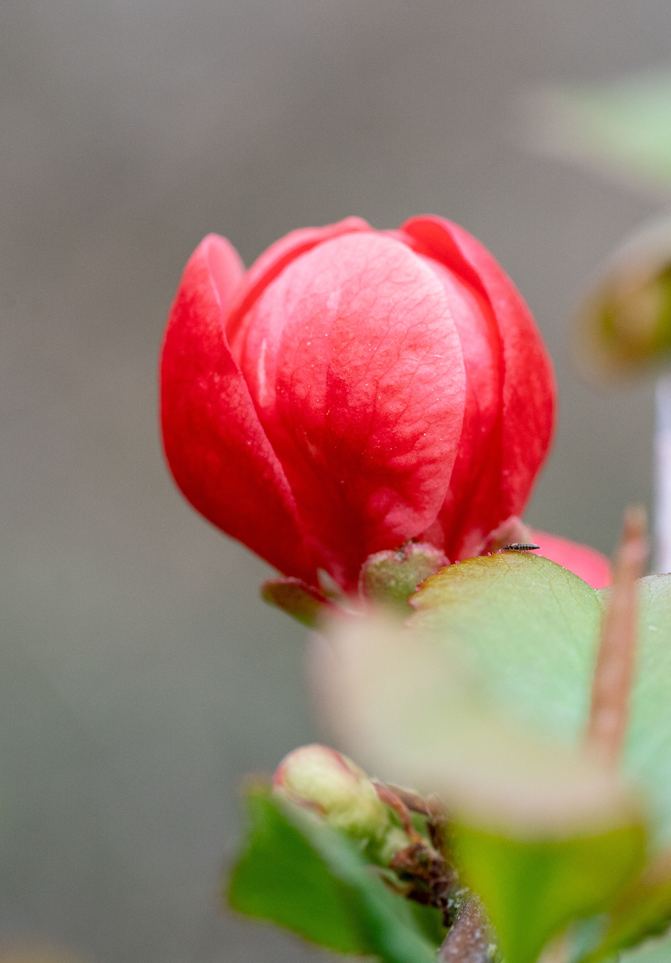 Close-Up of a Red Flower Bud in Spring · Free Stock Photo