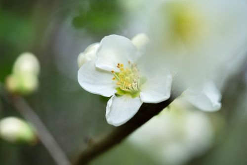 Free Detailed view of a white flower in bloom against a blurred natural background. Stock Photo