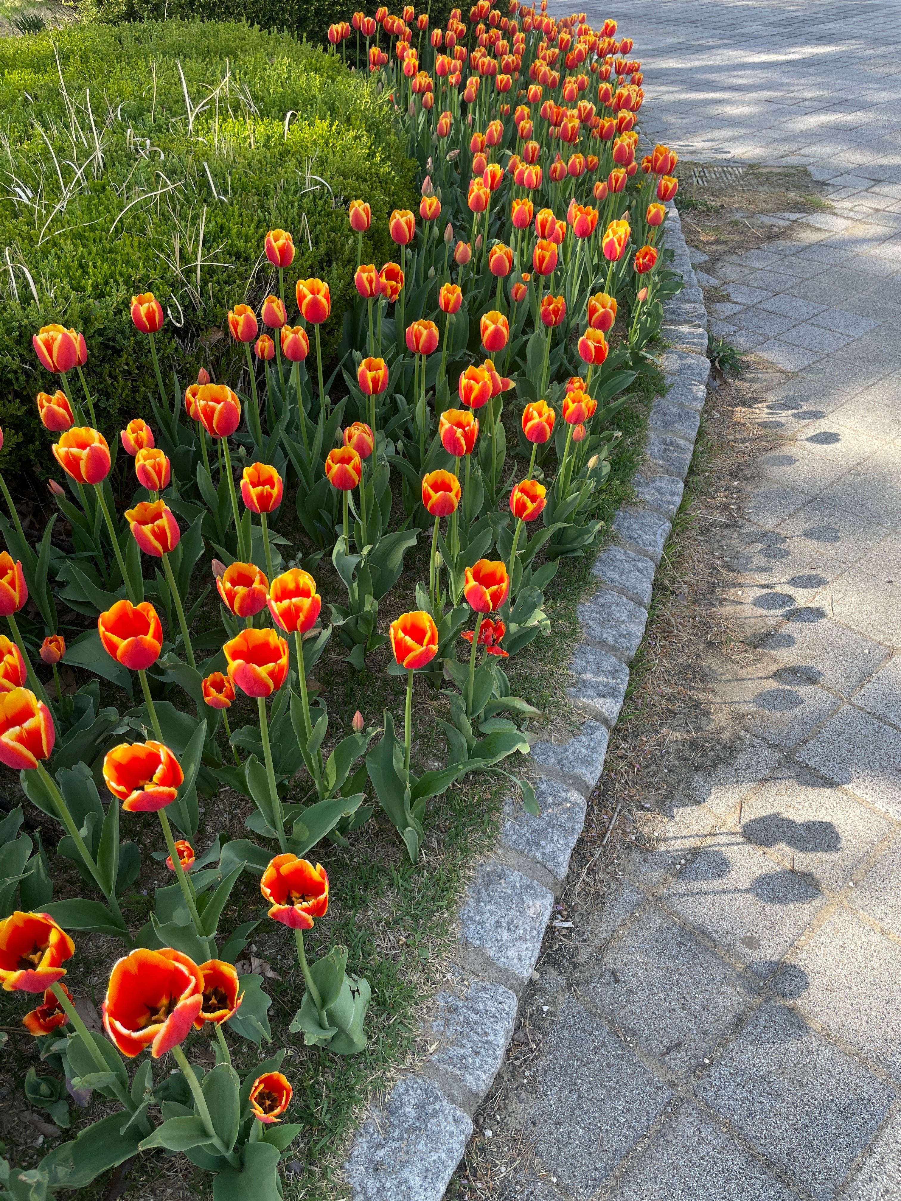 Define Garden Edges