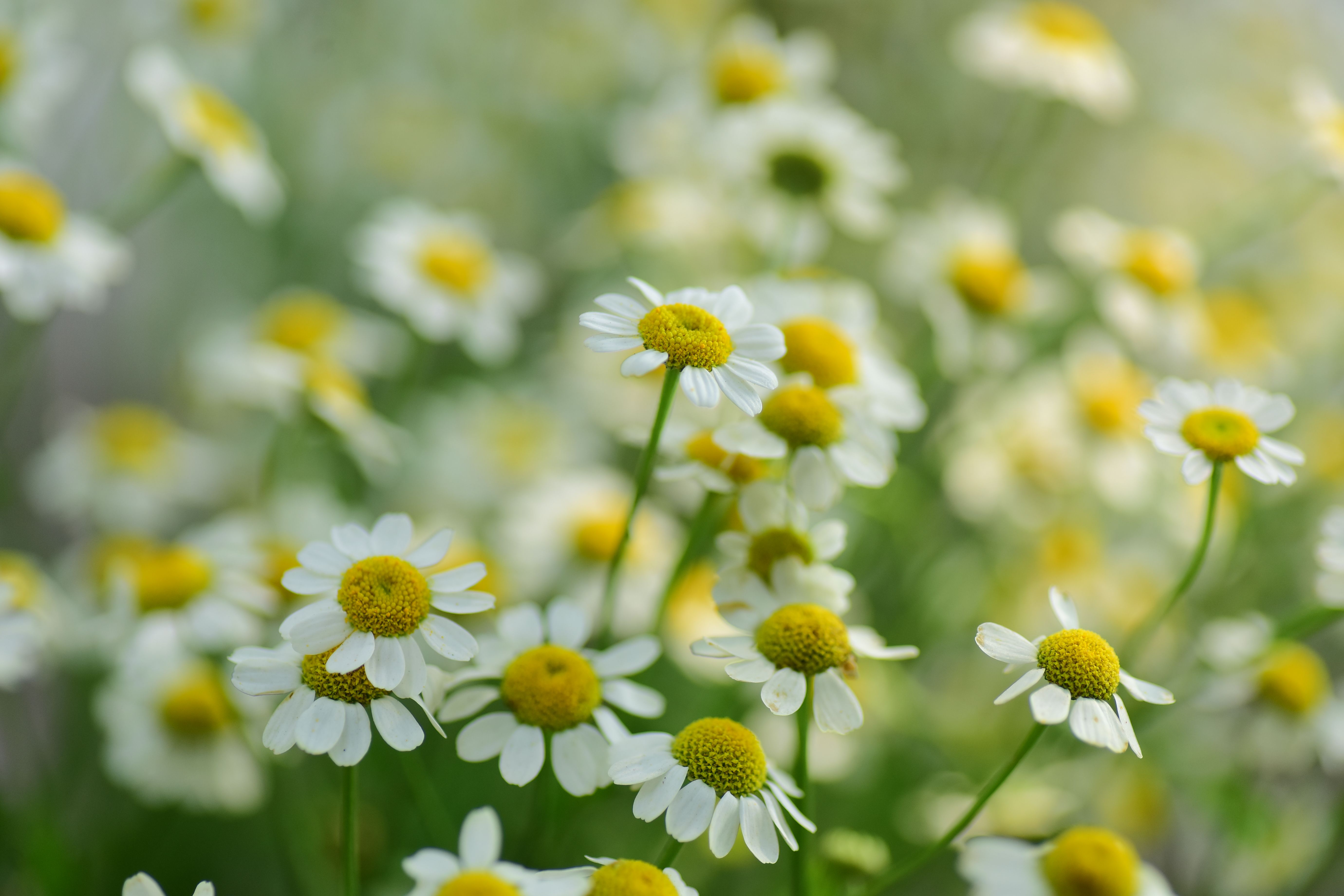 chamomile flower Botanical Photo