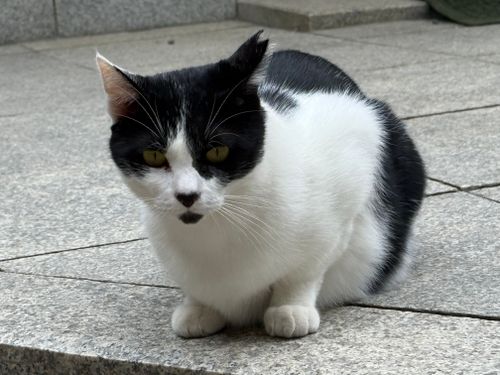 Free Adorable tuxedo cat sitting on stone steps outdoors, showcasing distinctive black and white fur. Stock Photo
