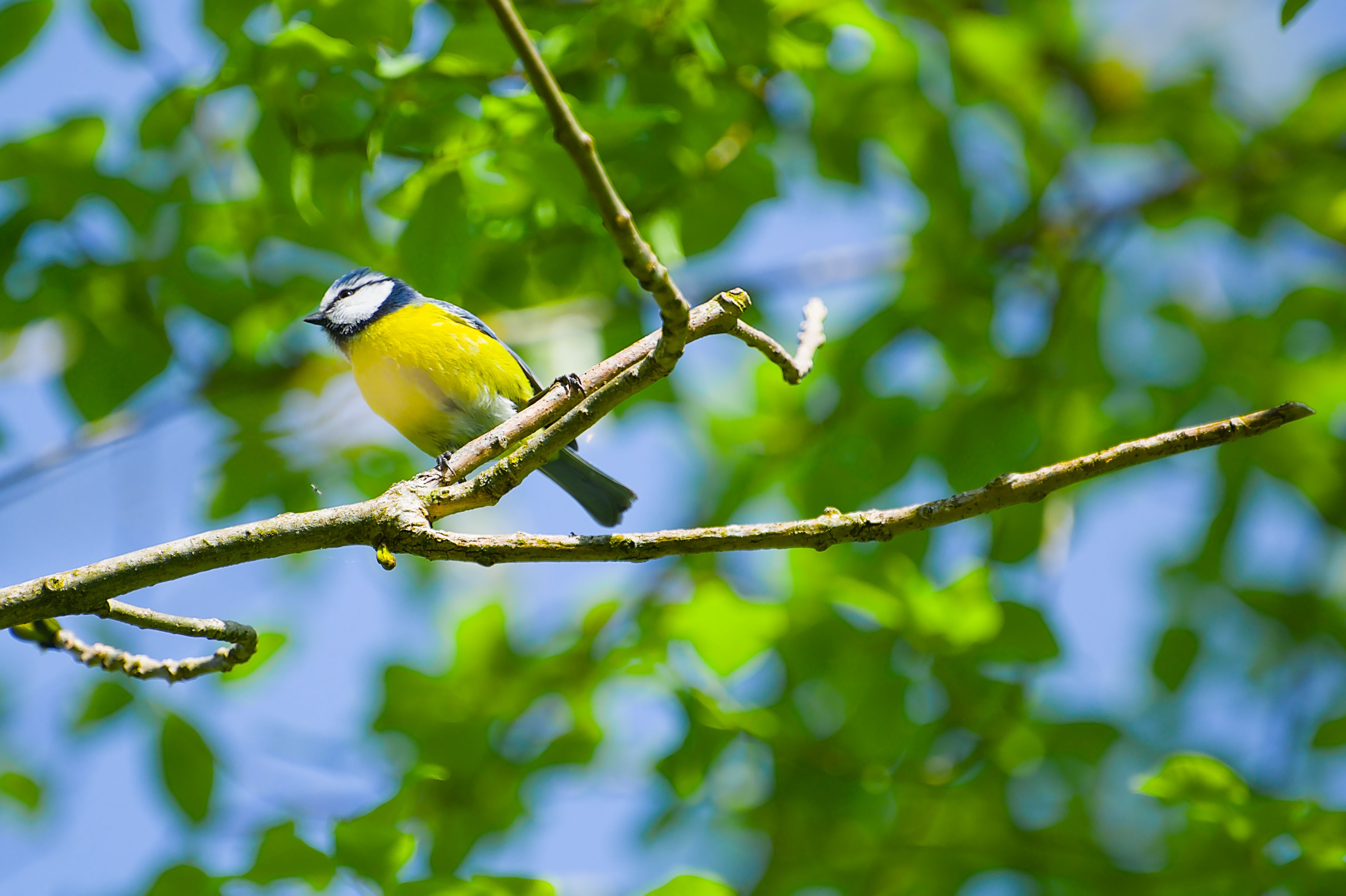 A vibrant blue tit bird sits on a lush green tree branch, illuminated by summer sunlight.