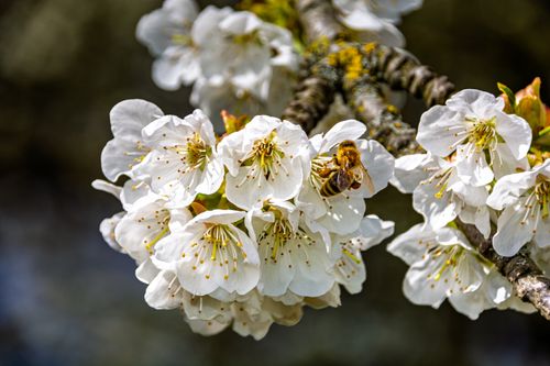 Free Close-up of a honeybee pollinating white cherry blossoms on a sunny day in Coesfeld, Germany. Stock Photo