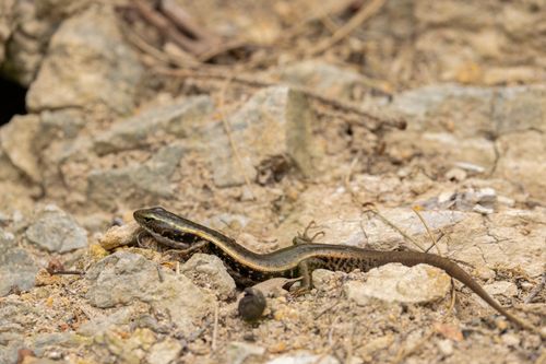 Free Close-up of a Common Garden Skink basking on rocks in Huskisson, NSW, Australia. Stock Photo