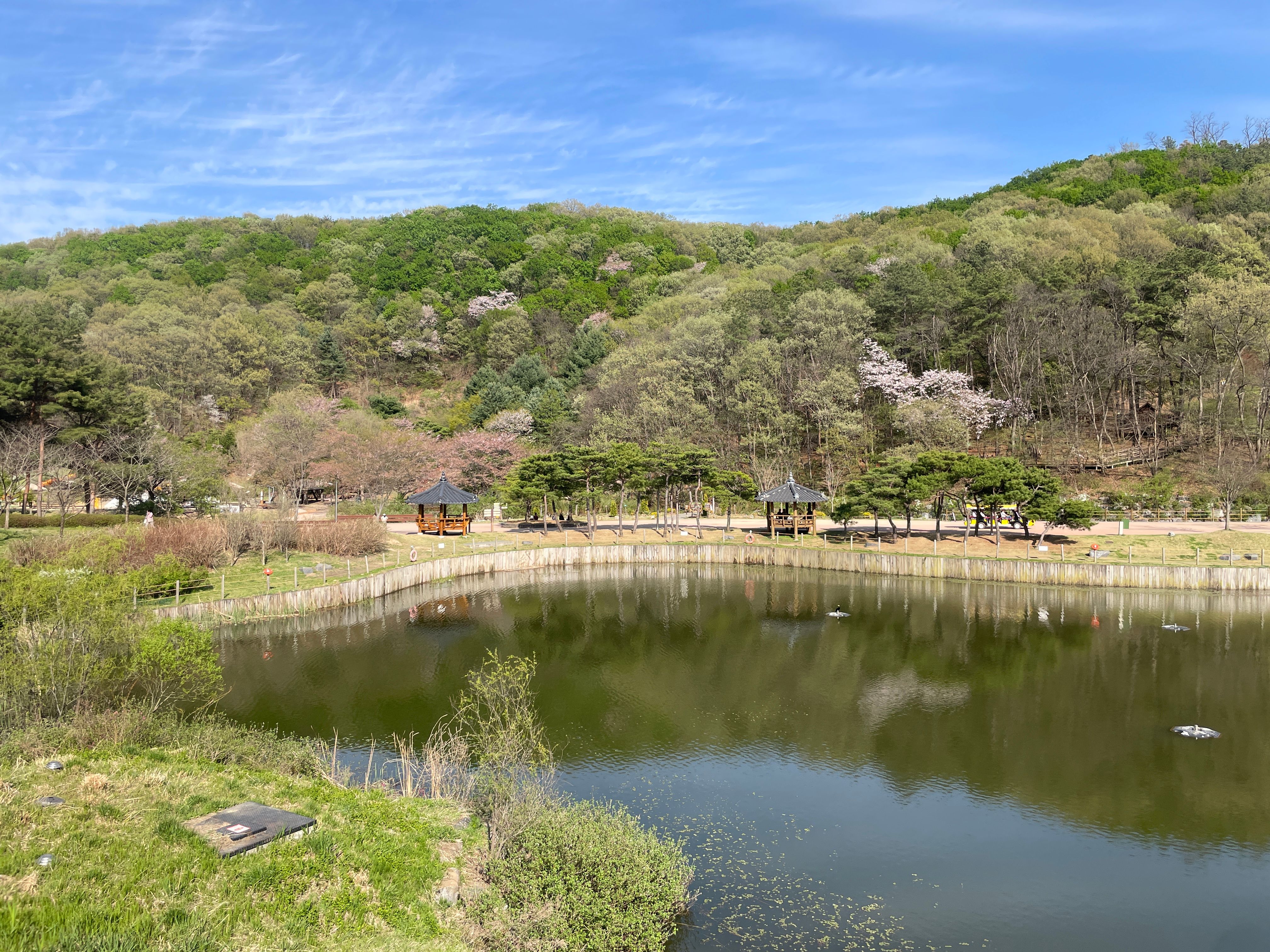 A peaceful spring day at Ansan Lake, featuring lush greenery and a traditional gazebo reflecting in the water.