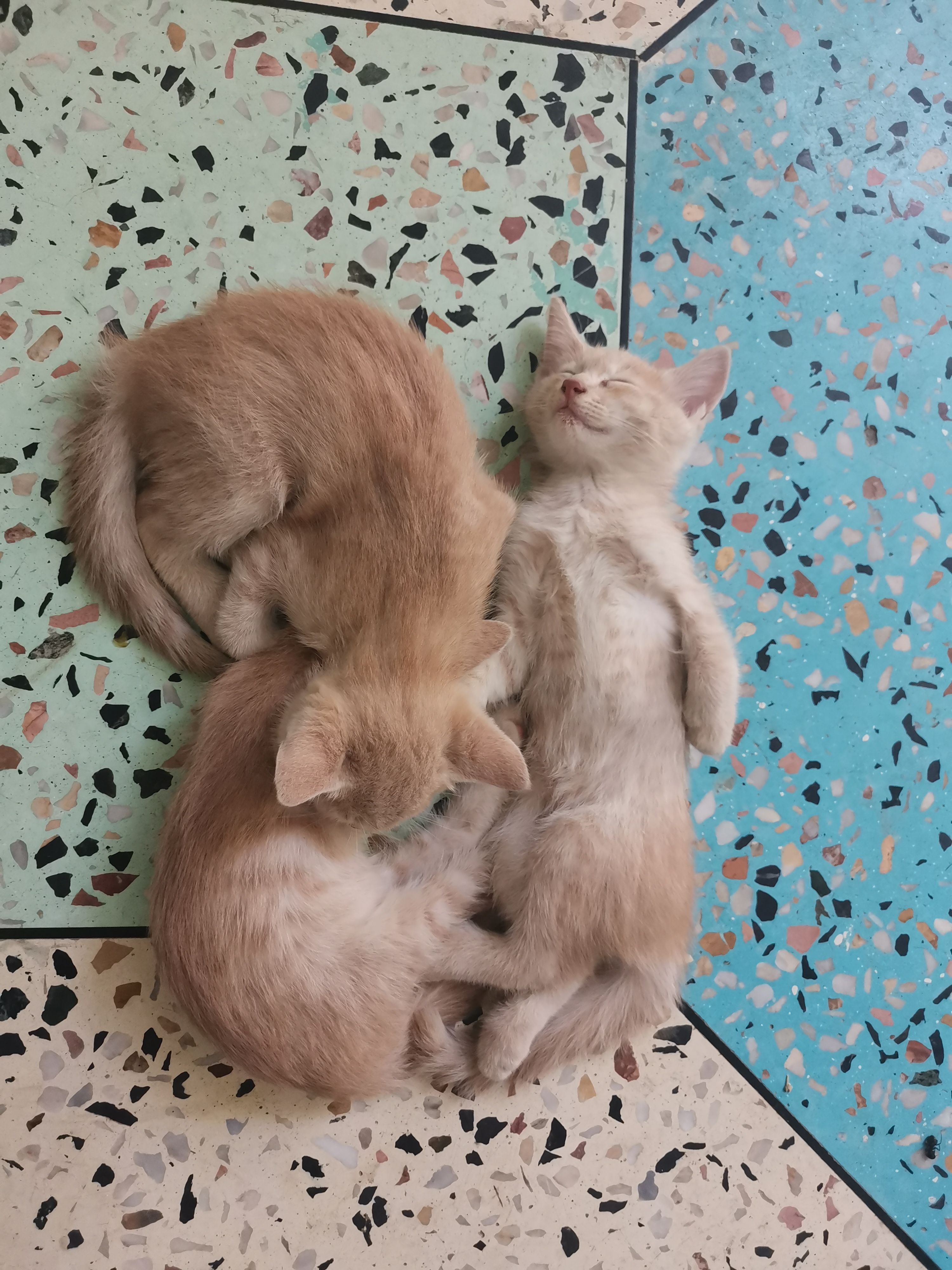 Three Sleeping Kittens on Colorful Terrazzo Floor · Free Stock Photo