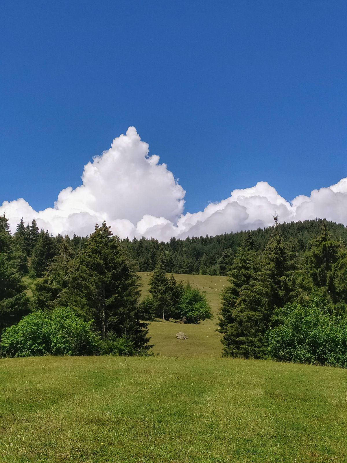 Green forest hills near Borjomi in Georgia