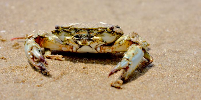 Detailed macro shot of a crab on the sand at a beach in Nellore, India.