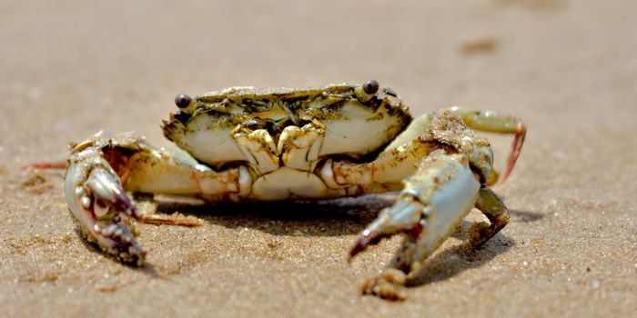 A close-up photograph of a crab on a sandy beach in Nellore, Andhra Pradesh, India, showcasing marine life.