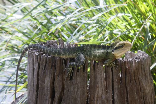 Free Eastern Water Dragon basking on a tree stump in a natural setting, vibrant green foliage. Stock Photo