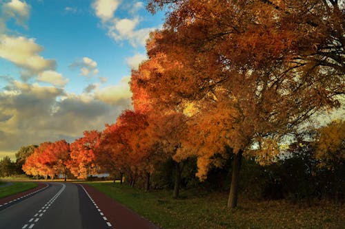 Photography of Road and Trees