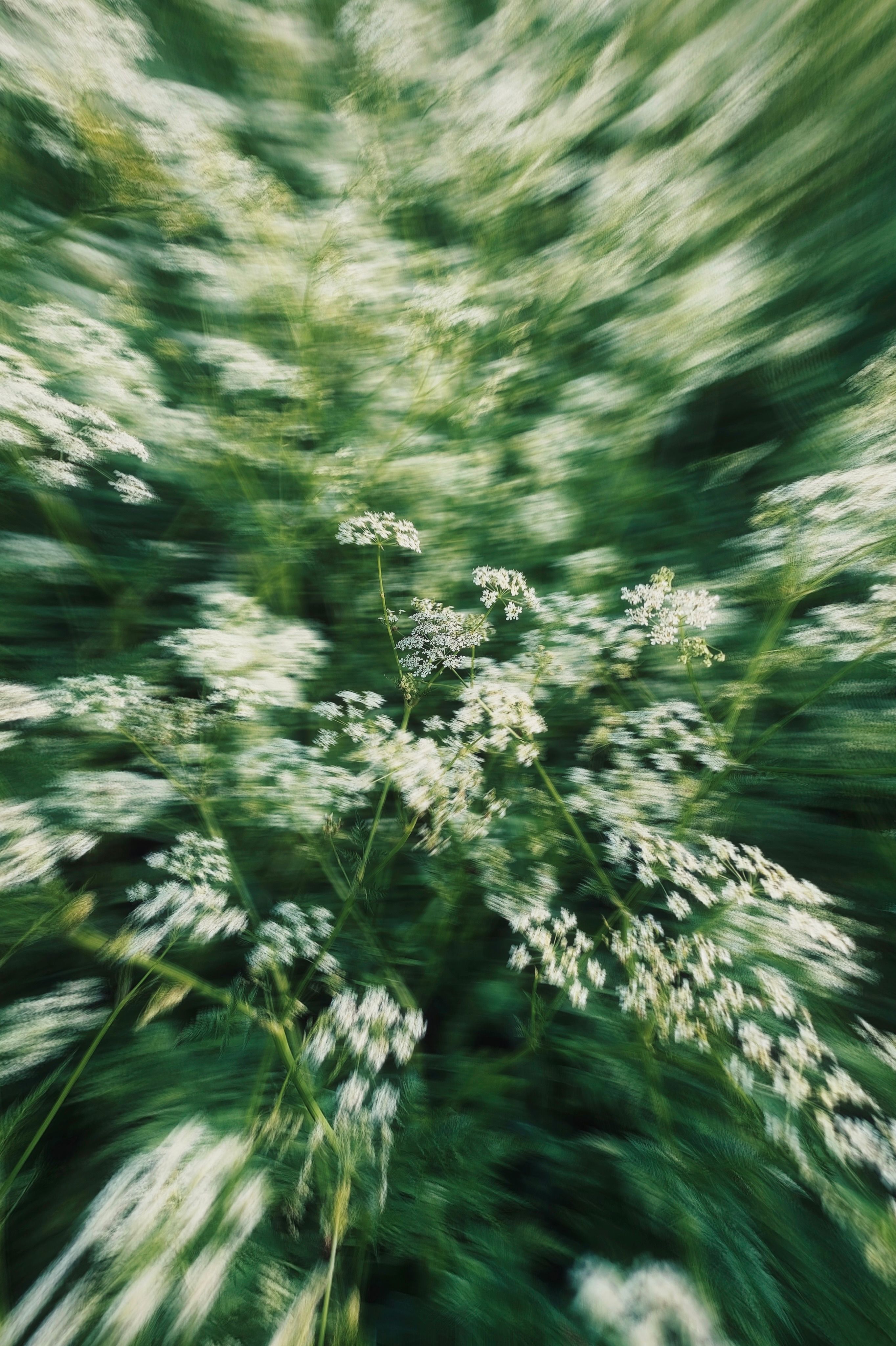 Dynamic image of white wildflowers with motion blur, capturing nature's fluidity in spring.