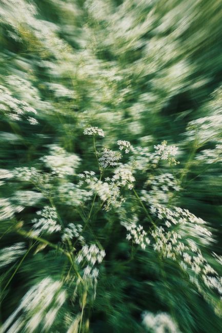 Dynamic image of white wildflowers with motion blur, capturing nature's fluidity in spring.