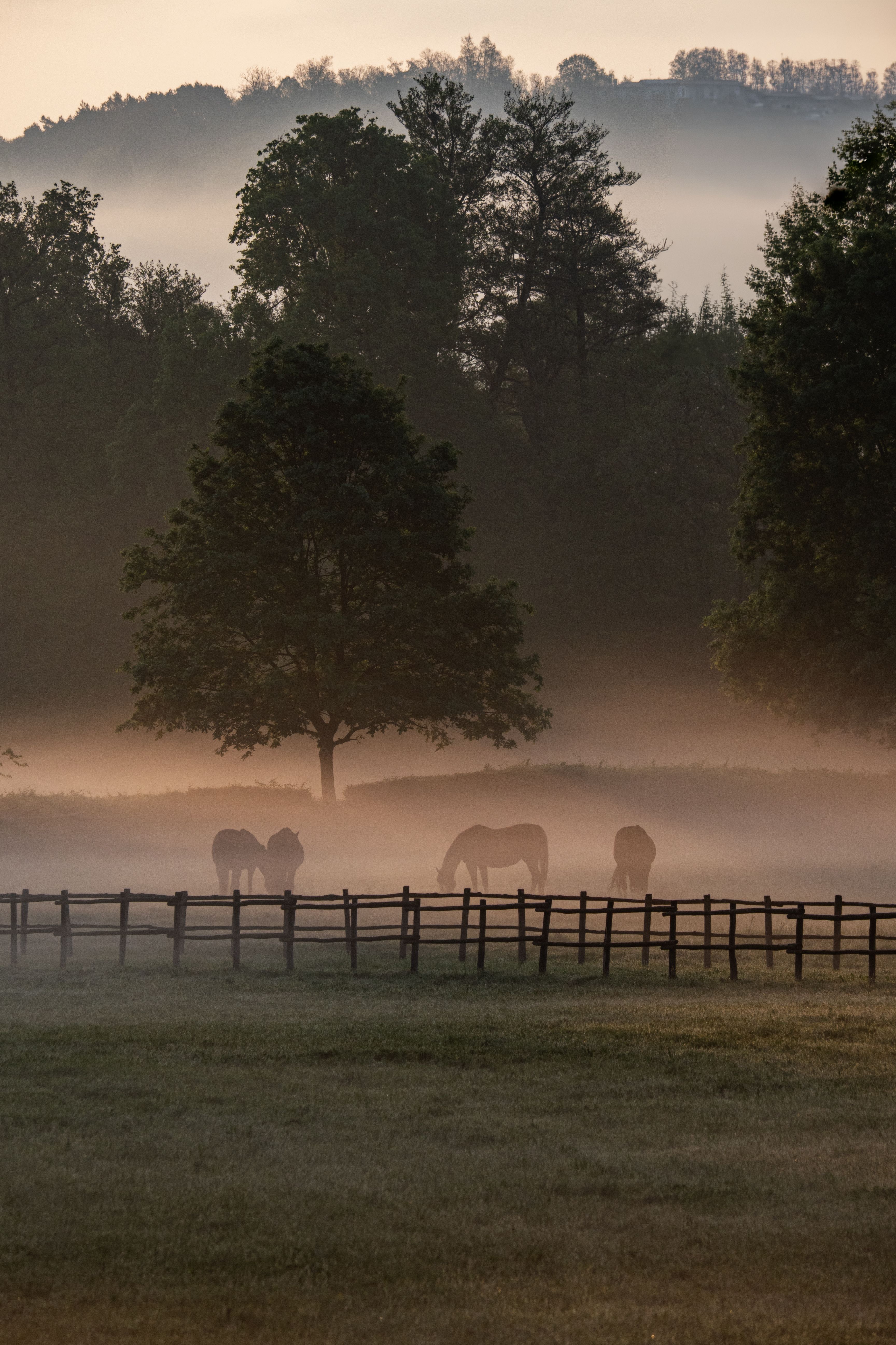 Serene Morning Pasture with Horses and Fog · Free Stock Photo