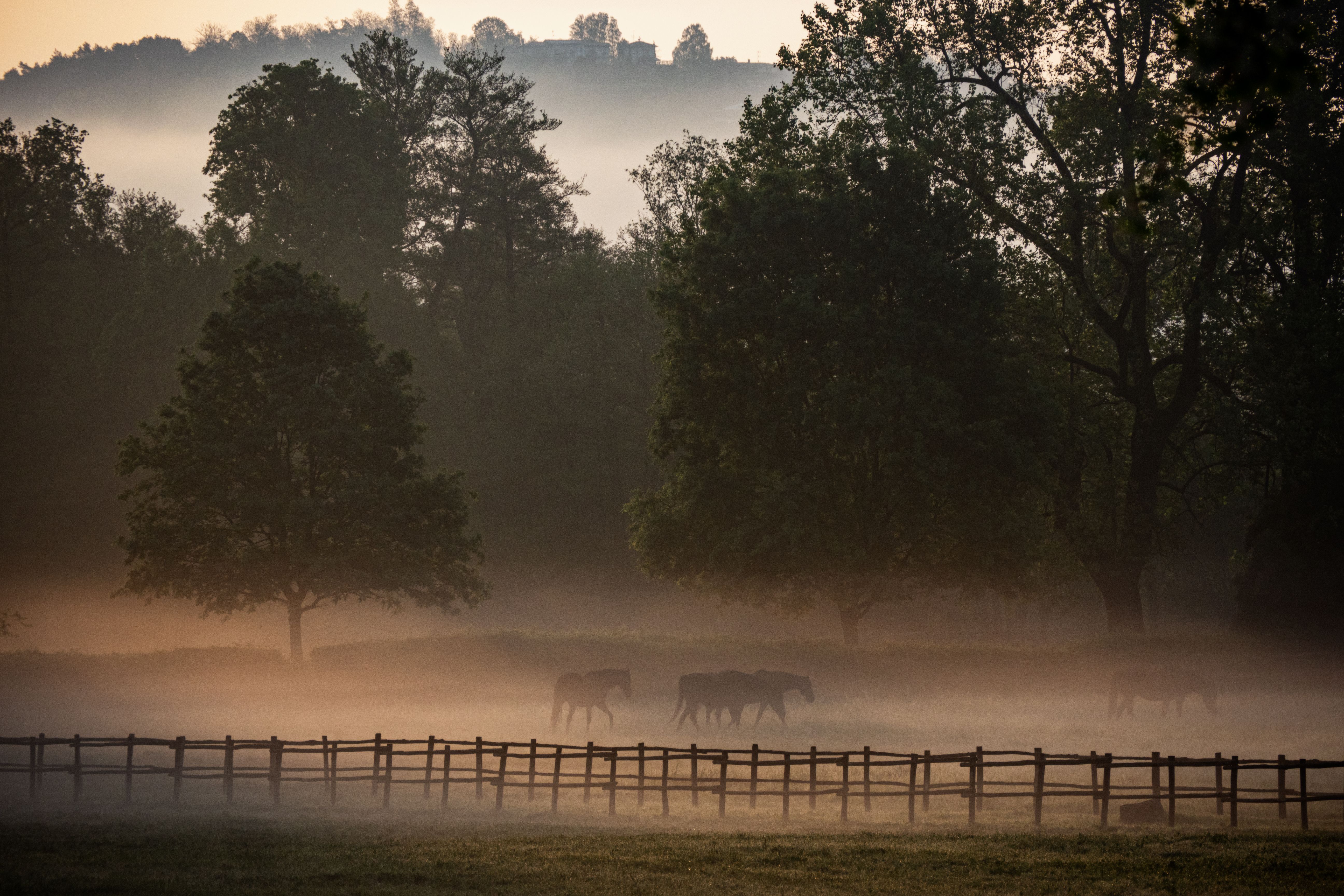 Horses grazing in a misty Yarra Valley paddock at dawn