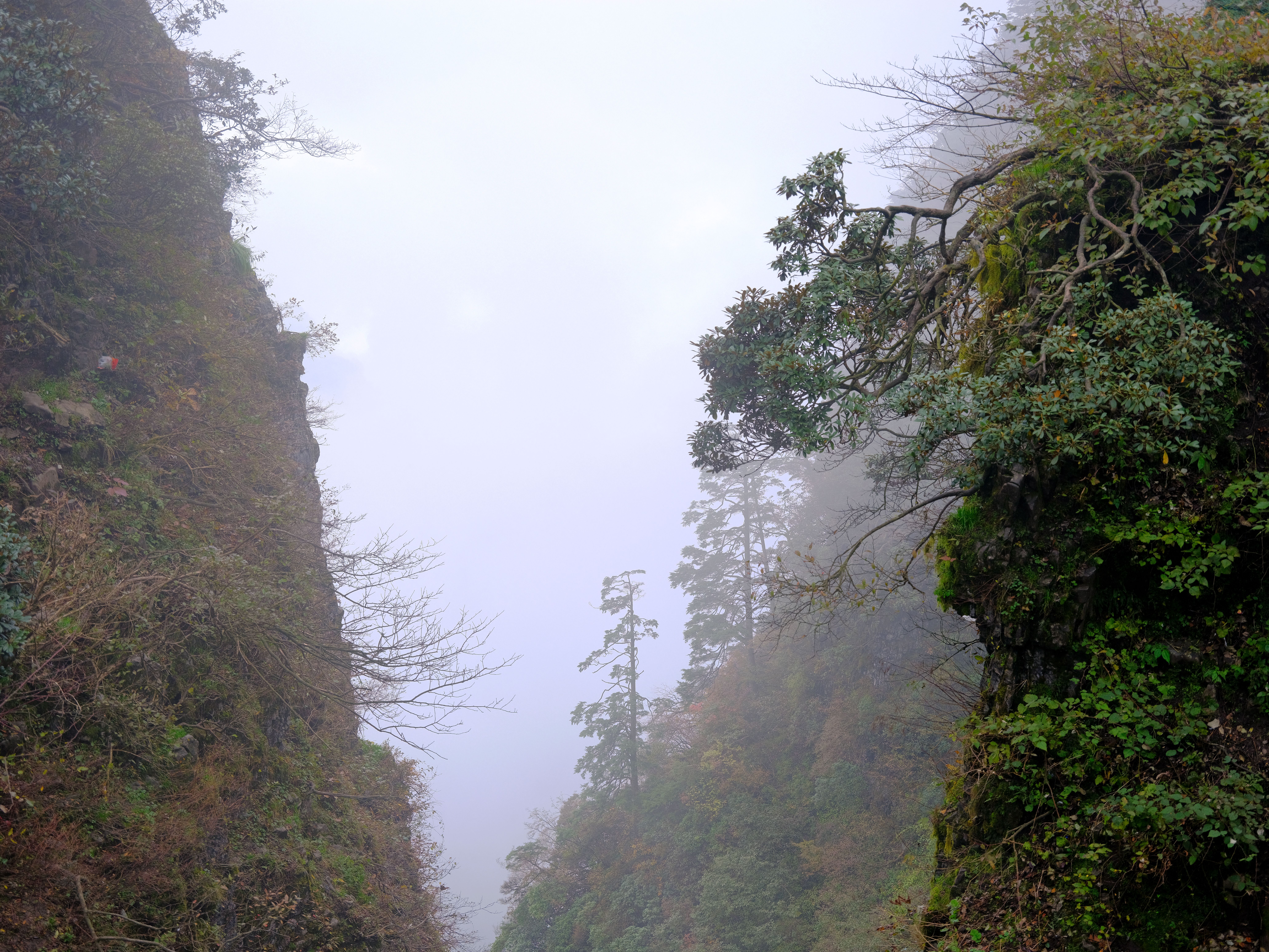 Misty Forest Gorge with Lush Greenery · Free Stock Photo