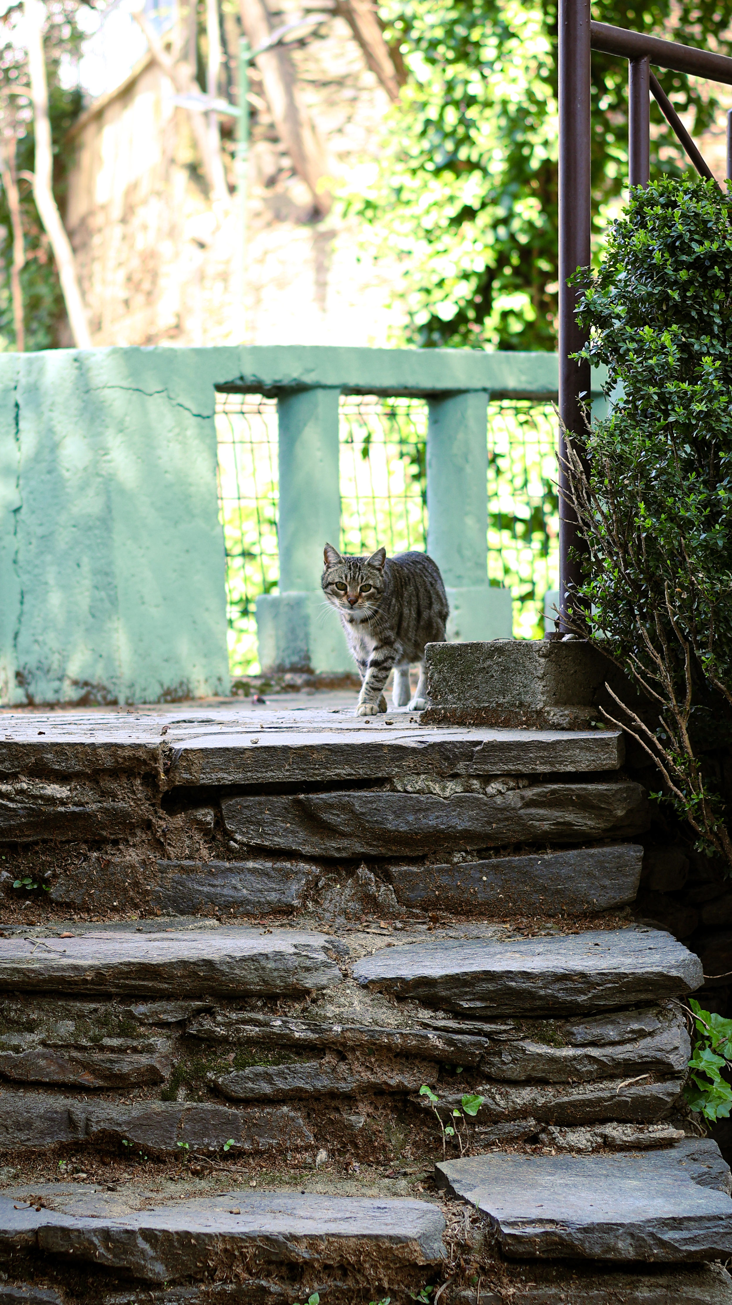 Cat on Stone Steps in Green Outdoor Setting · Free Stock Photo