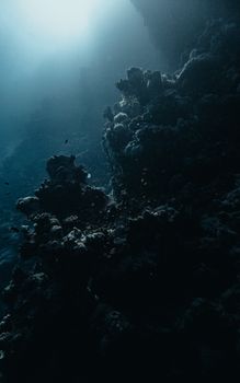Explore the serene depths of a coral reef in Dahab, Egypt, capturing the untouched beauty of marine life.