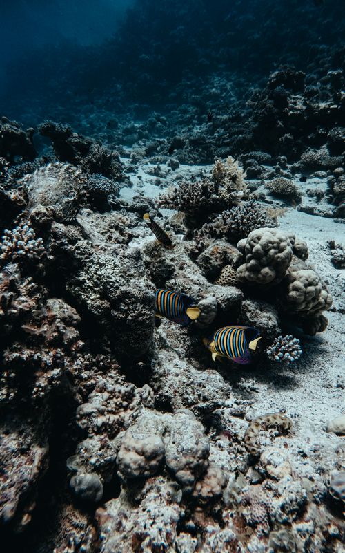 Free Stunning corals and tropical fish captured in Dahab's clear waters. Ideal for ocean lovers. Stock Photo