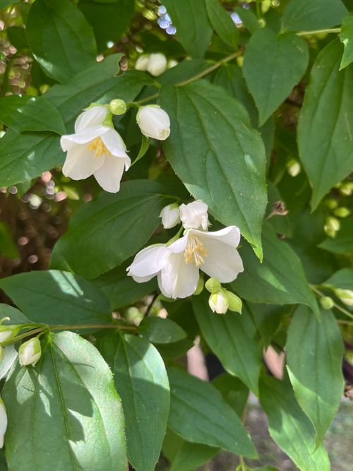 Free A vibrant close-up of white jasmine flowers blooming in a lush garden during the summer. Stock Photo