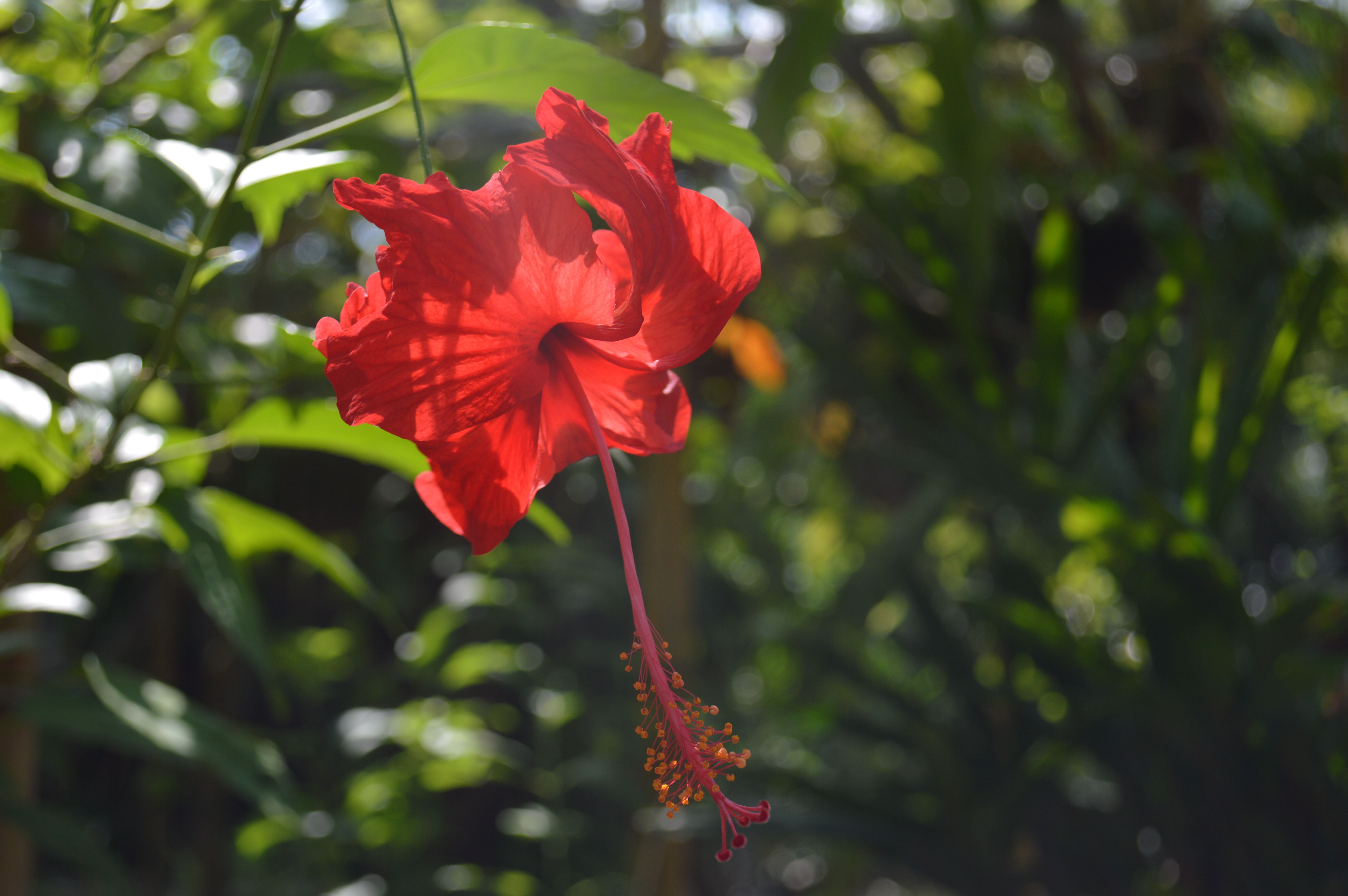 A vivid red hibiscus in full sun, one of the most recognized Hawaiian flowers