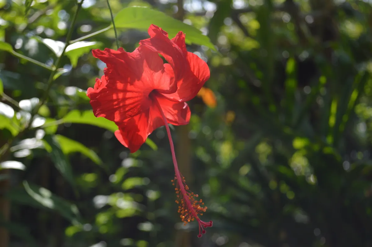 A vivid red hibiscus in full sun, one of the most recognized Hawaiian flowers