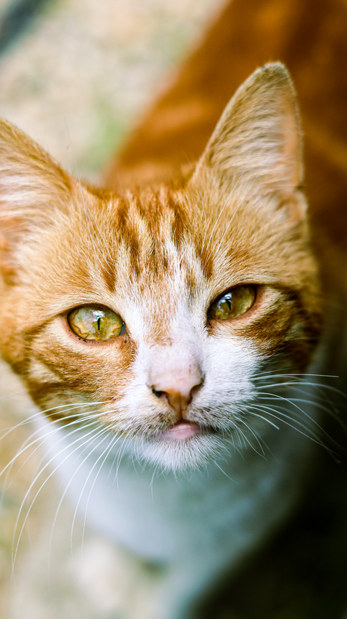 Free Close-up of a ginger tabby cat with vivid eyes. Outdoor pet photography. Stock Photo