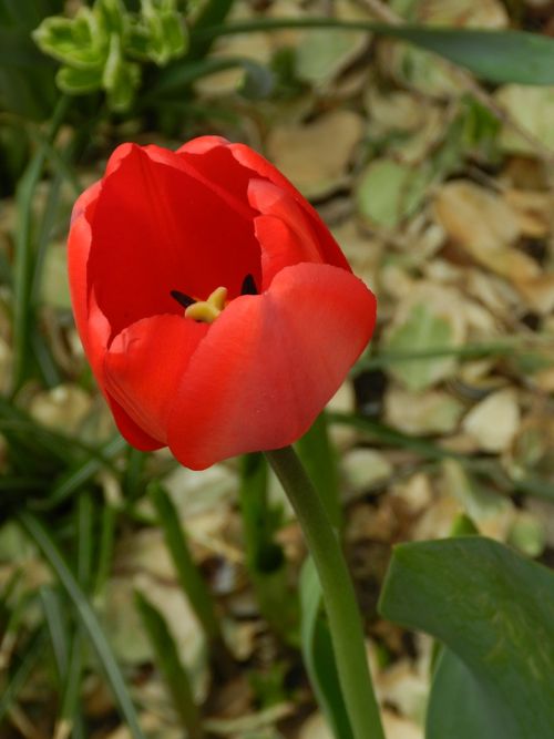 Free A vivid red tulip in full bloom captured up close against a natural background. Stock Photo