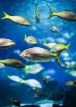 A vibrant school of yellowtail fish swimming gracefully underwater in clear blue ocean.