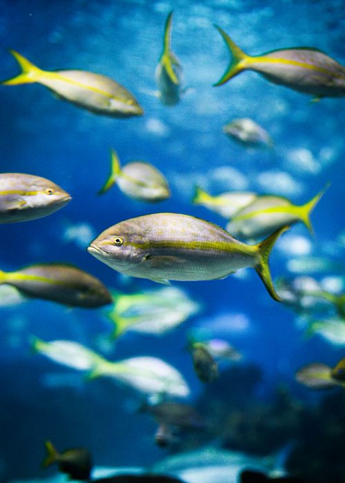 Free A vibrant school of yellowtail fish swimming gracefully underwater in clear blue ocean. Stock Photo
