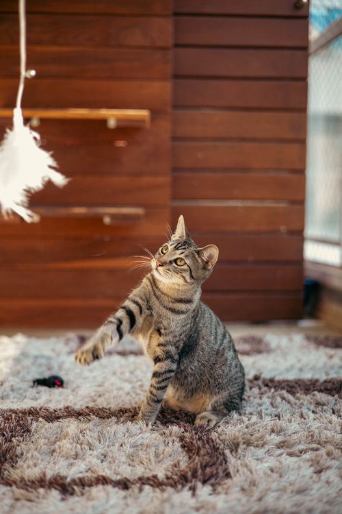 Free A cute tabby cat playfully reaches for a hanging feather toy in a cozy indoor setting. Stock Photo