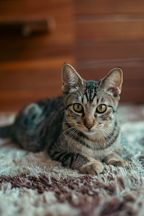 Free Adorable tabby cat lying on a rug, captured indoors with a warm tone. Stock Photo