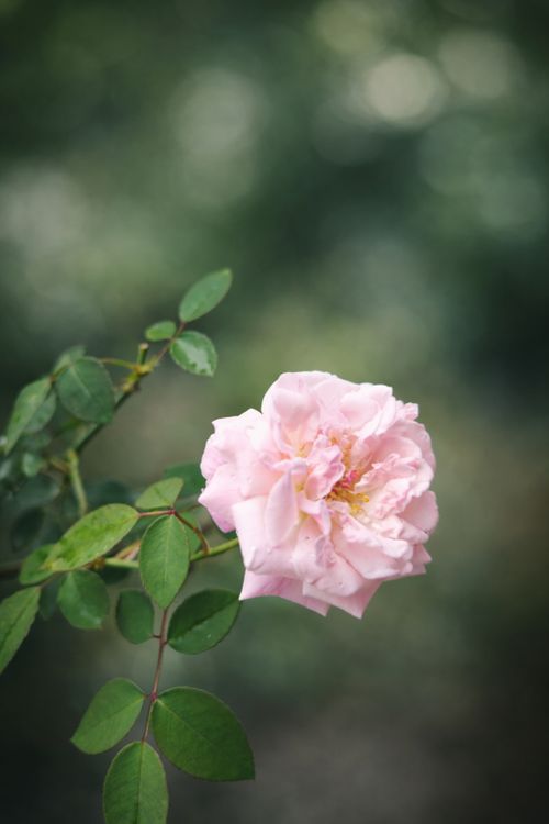 Free Beautiful pink rose with soft focus and natural background blur, capturing the essence of spring. Stock Photo